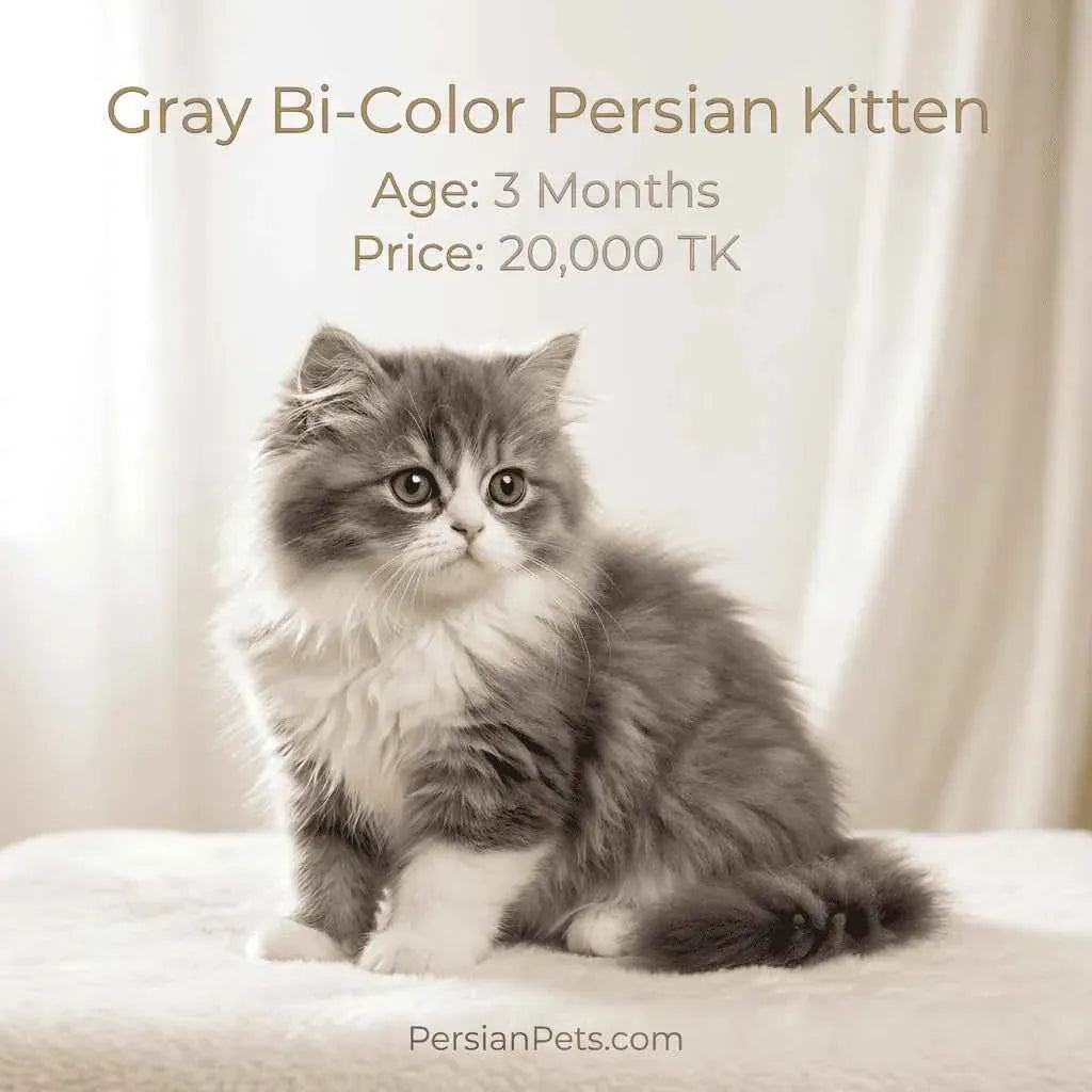 persian cat kitten Gray Bi-Color Persian Kitten 3 Months Old - Doll Face Male Gray Bi-Color Persian Kitten 3 Months Old - Doll Face Male: Feline Grace