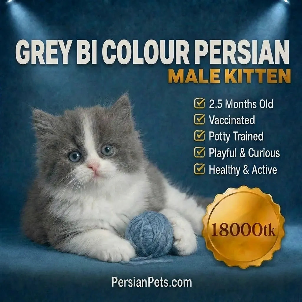 persian cat kitten Premium Grey Persian Kitten for Sale - Purebred and Adorable Companions Grey Male Persian Kitten: Purebred and Affectionate