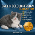 persian cat kitten Premium Grey Persian Kitten for Sale - Purebred and Adorable Companions Grey Male Persian Kitten: Purebred and Affectionate