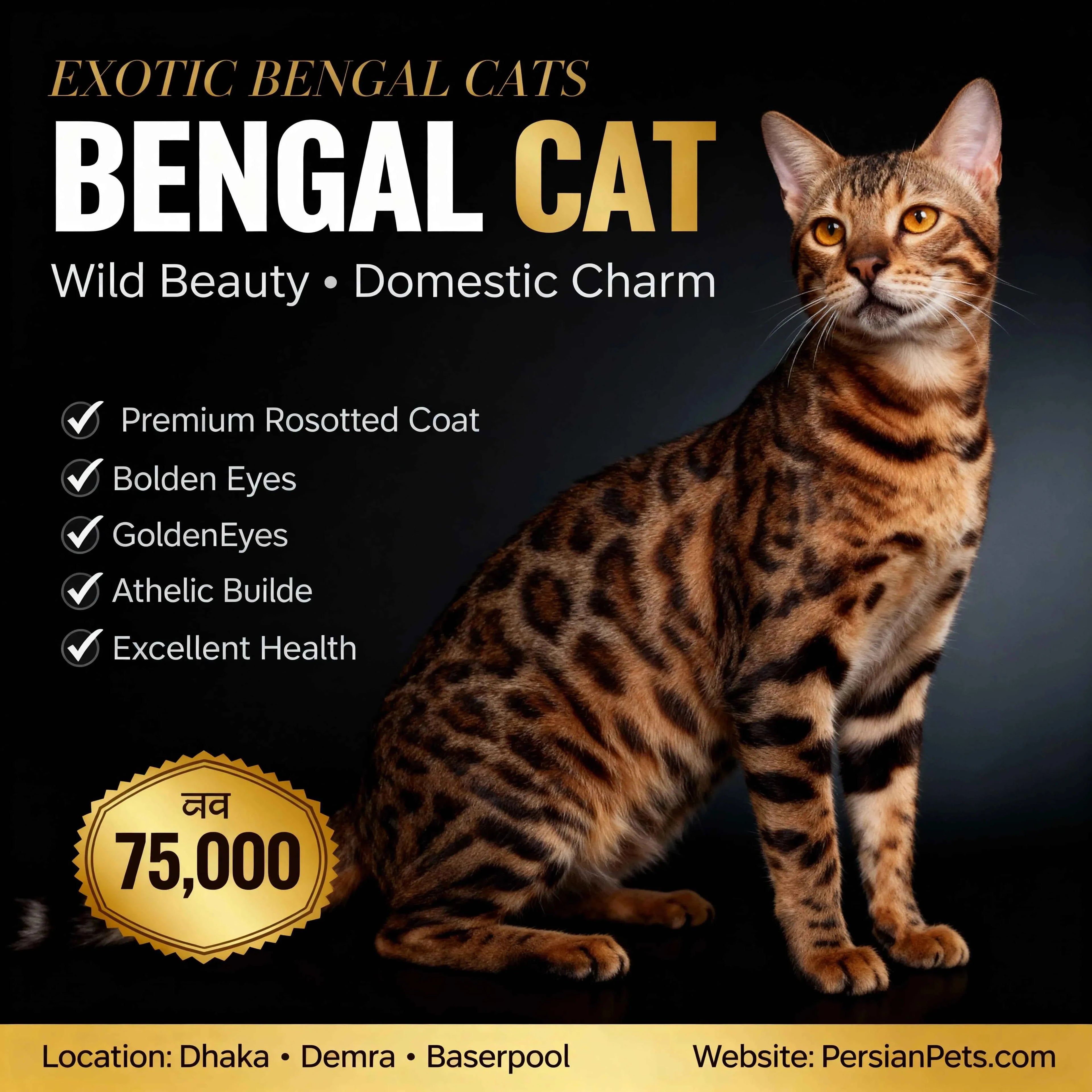 persian cat kitten Premium Rosetted Bengal Cat for Sale | PersianPets.com Premium Rosetted Bengal Cat for Sale | PersianPets.com - PersianPets.com