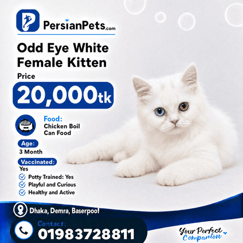 persian cat kitten Premium White Odd Eye Female Persian Kitten for Sale in Dhaka Premium White Odd Eye Female Persian Kitten for Sale
