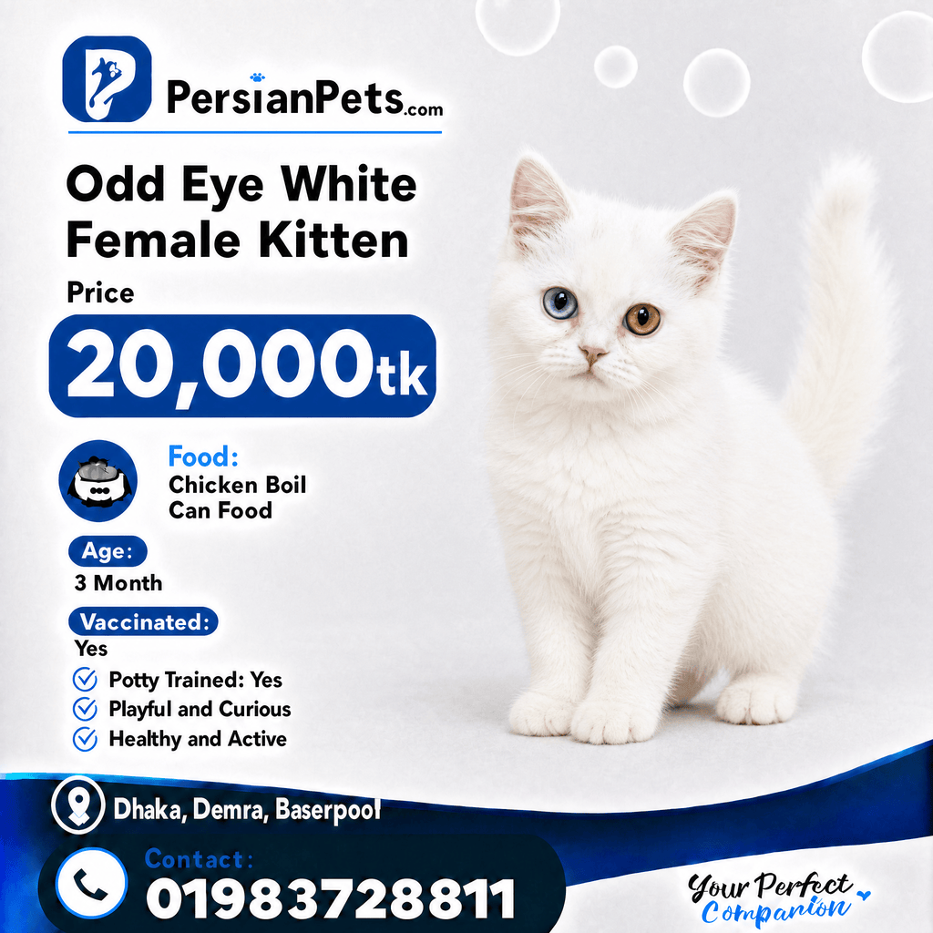 persian cat kitten Premium White Odd Eye Female Persian Kitten for Sale in Dhaka Premium White Odd Eye Female Persian Kitten for Sale