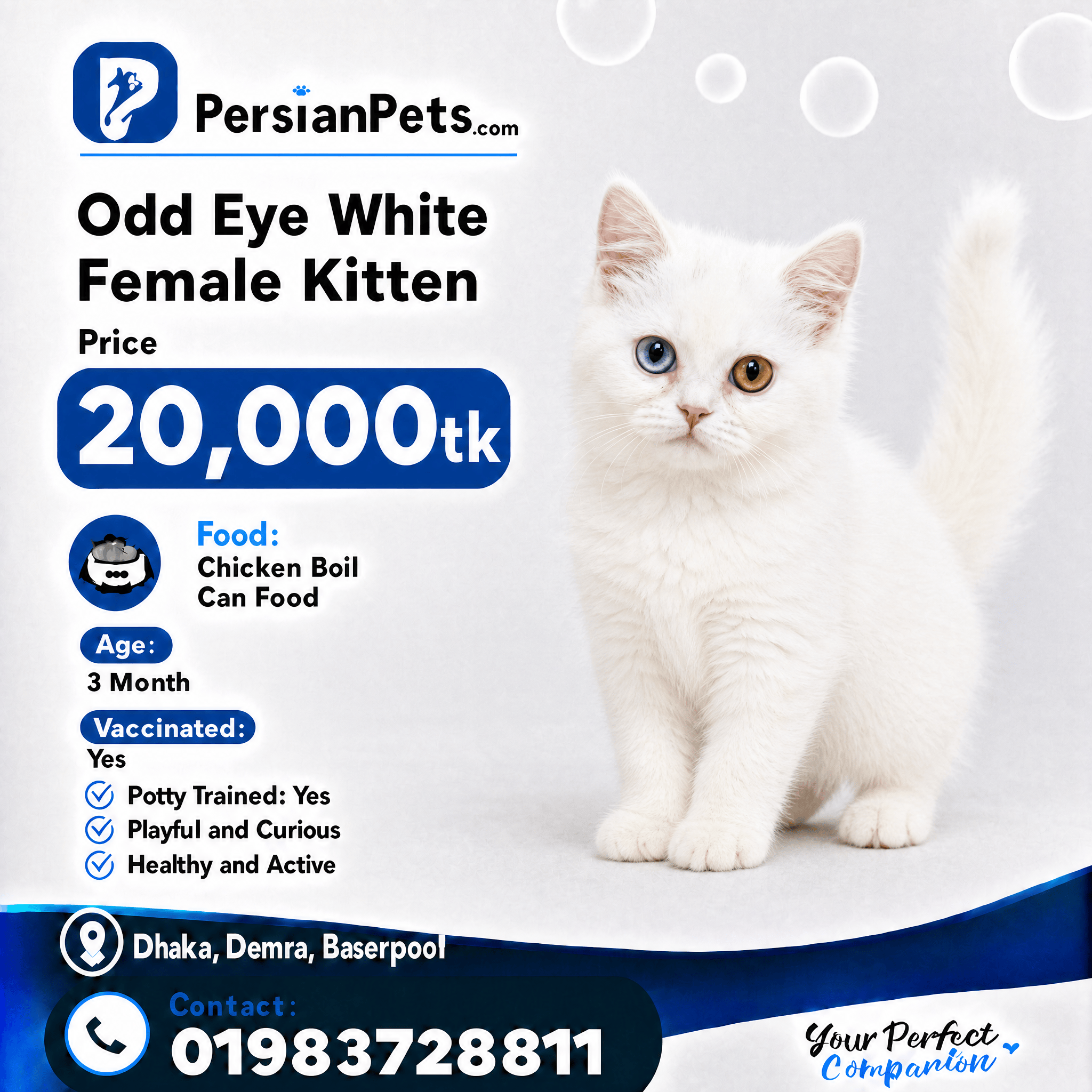 persian cat kitten Premium White Odd Eye Female Persian Kitten for Sale in Dhaka Premium White Odd Eye Female Persian Kitten for Sale