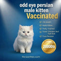 persian cat kitten Premium White Odd Eye Male Persian Kitten for Sale in Dhaka Premium White Odd Eye Male Persian Kitten for Sale