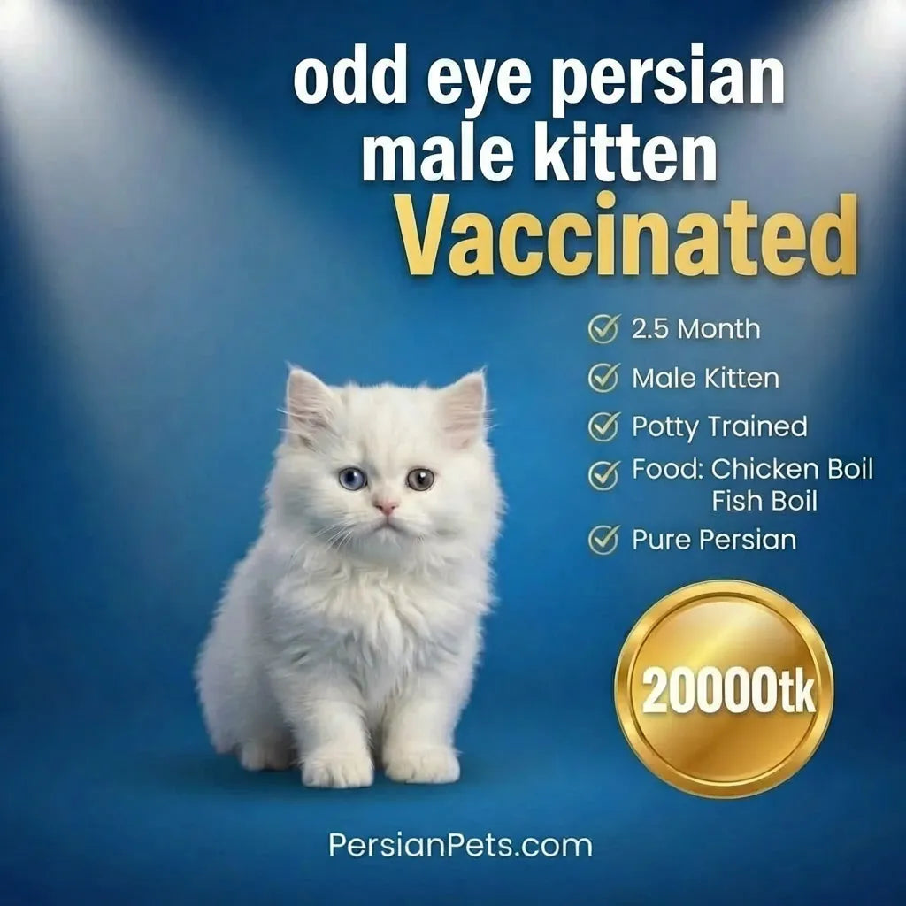 persian cat kitten Premium White Odd Eye Male Persian Kitten for Sale in Dhaka Premium White Odd Eye Male Persian Kitten for Sale