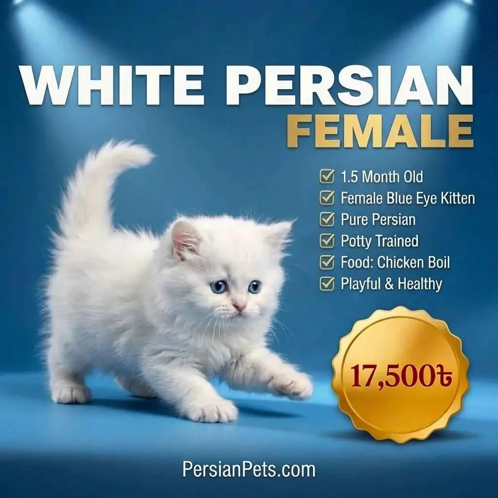 persian cat kitten Pure Persian Blue Eye Female Kitten for Sale in Dhaka Persian Blue Eye Female Kitten for Sale Now