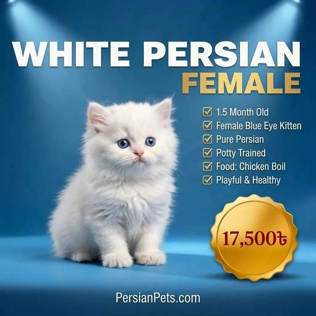 persian cat kitten Pure Persian Blue Eye Female Kitten for Sale in Dhaka Persian Blue Eye Female Kitten for Sale Now