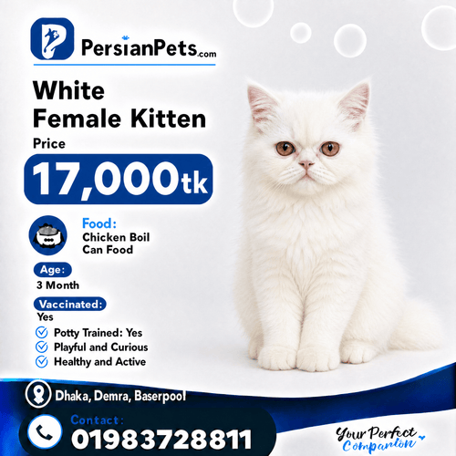 persian cat kitten White Persian Female Kitten for Sale - 3 Months Adorable Companion White Persian Female Kitten for Sale | 3 Months Adorable Companion