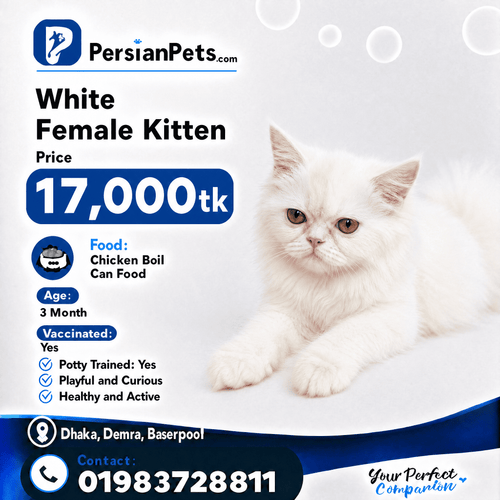 persian cat kitten White Persian Female Kitten for Sale - 3 Months Adorable Companion White Persian Female Kitten for Sale | 3 Months Adorable Companion