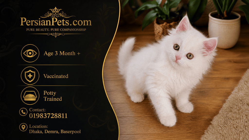 persian cat kitten White Persian Female Kitten Sale in Dhaka | PersianPets White Persian Kitten for Sale - Healthy and Playful