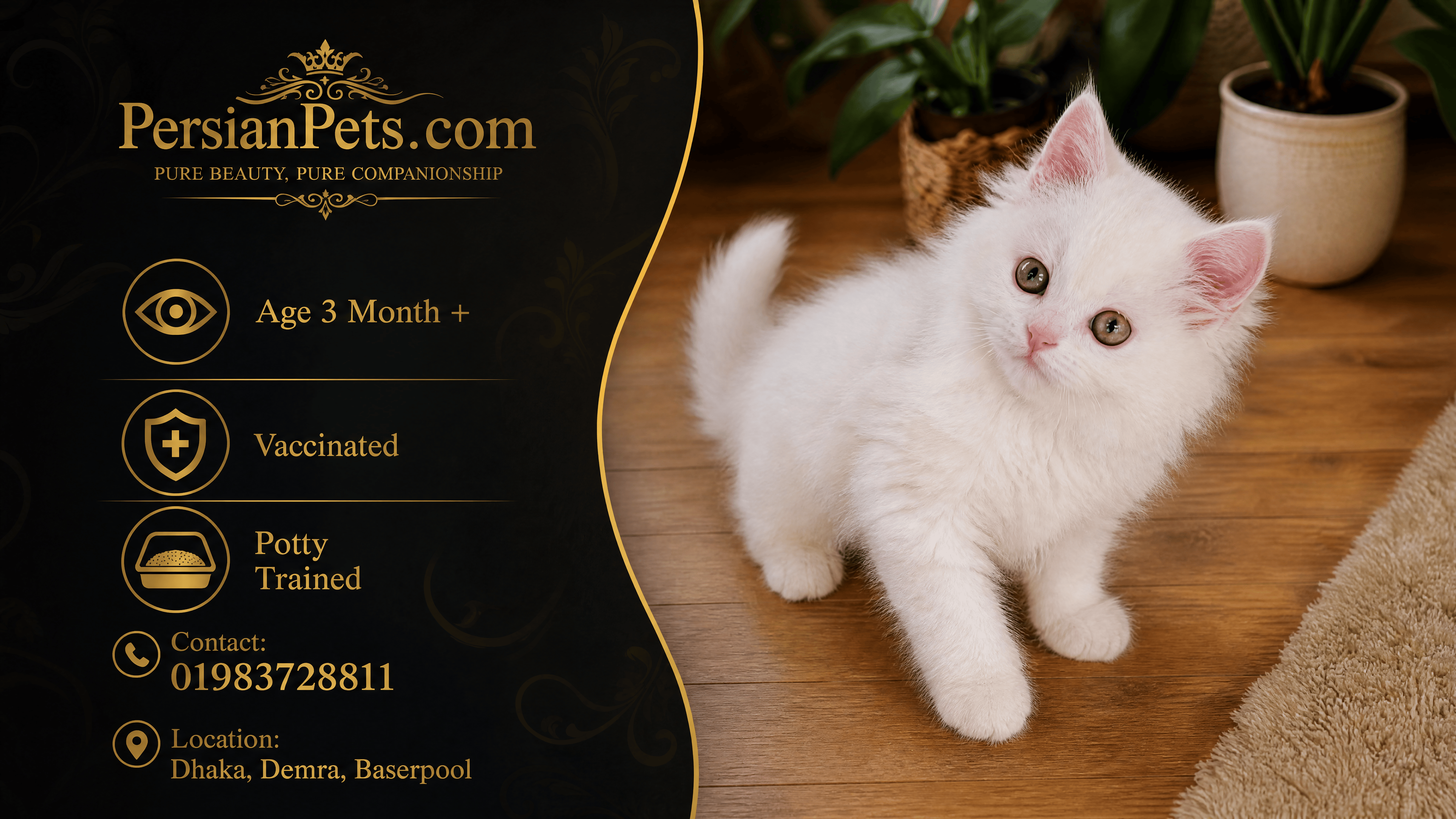 persian cat kitten White Persian Female Kitten Sale in Dhaka | PersianPets White Persian Kitten for Sale - Healthy and Playful