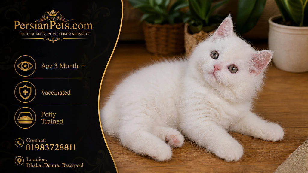 persian cat kitten White Persian Female Kitten Sale in Dhaka | PersianPets White Persian Kitten for Sale - Healthy and Playful