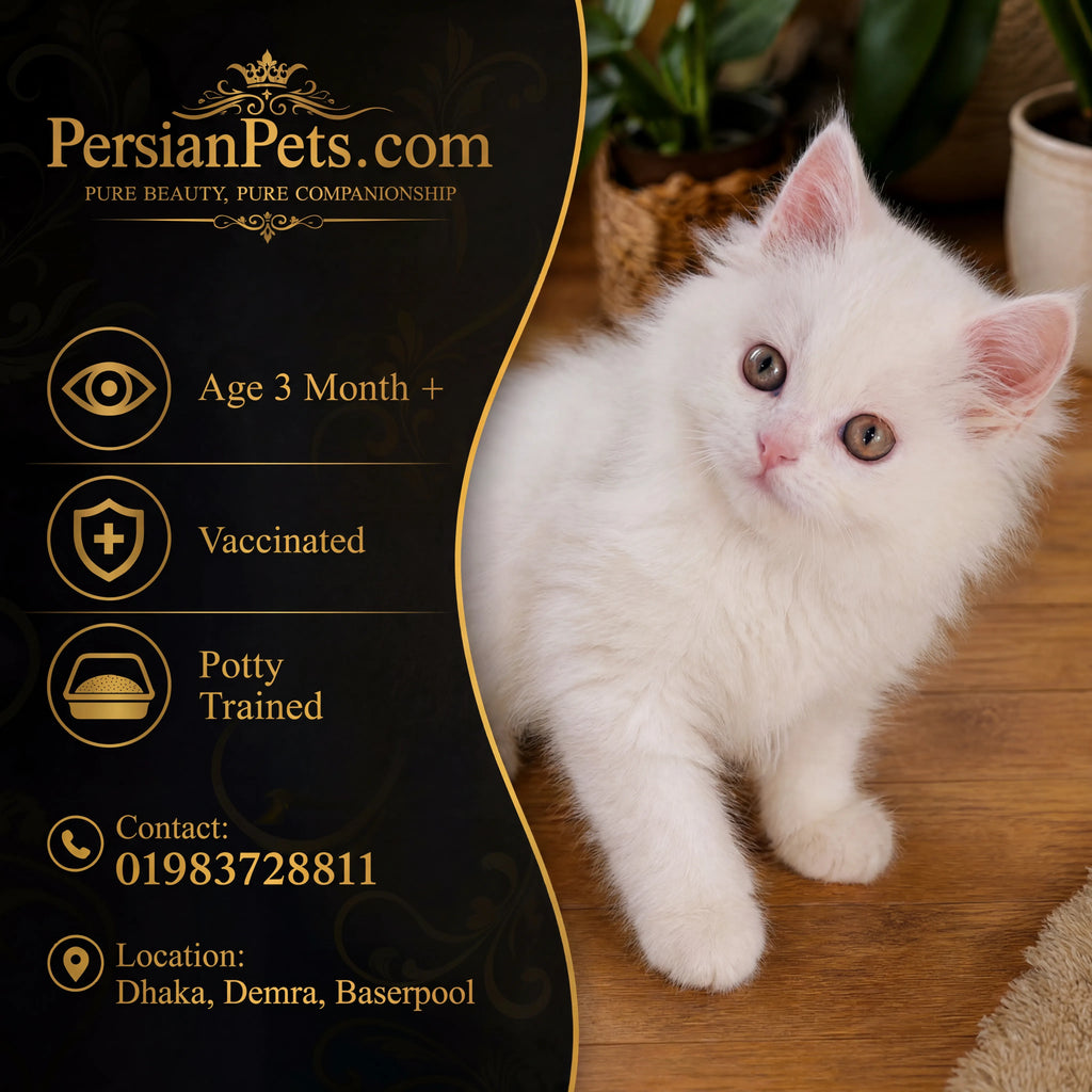 persian cat kitten White Persian Female Kitten Sale in Dhaka | PersianPets White Persian Kitten for Sale - Healthy and Playful