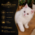 persian cat kitten White Persian Female Kitten Sale in Dhaka | PersianPets White Persian Kitten for Sale - Healthy and Playful