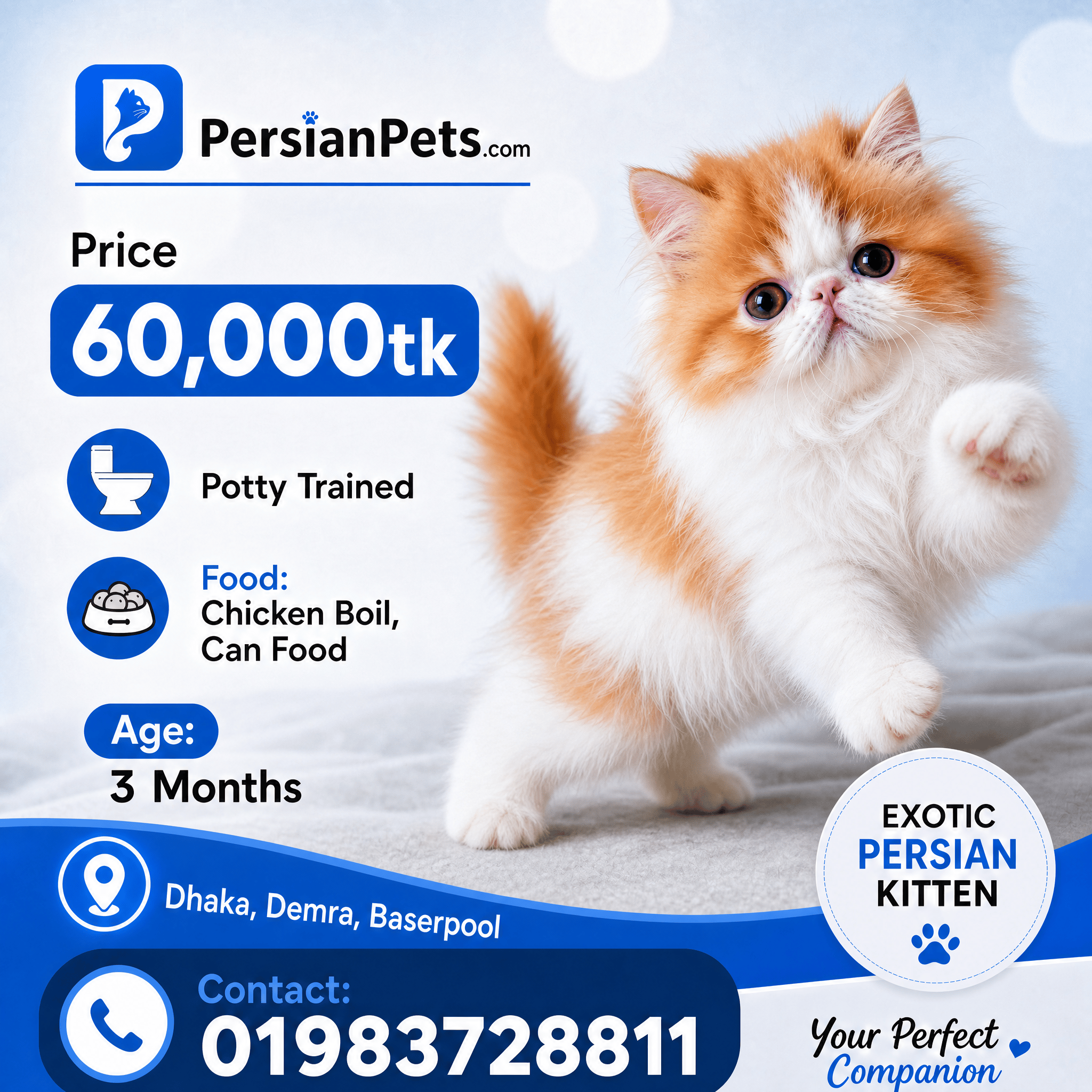 Premium Exotic Male Kitten – 3 Months Old Premium Exotic Male Kitten – 3 Months Old