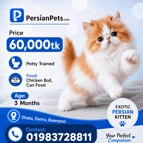 Premium Exotic Male Kitten – 3 Months Old Premium Exotic Male Kitten – 3 Months Old