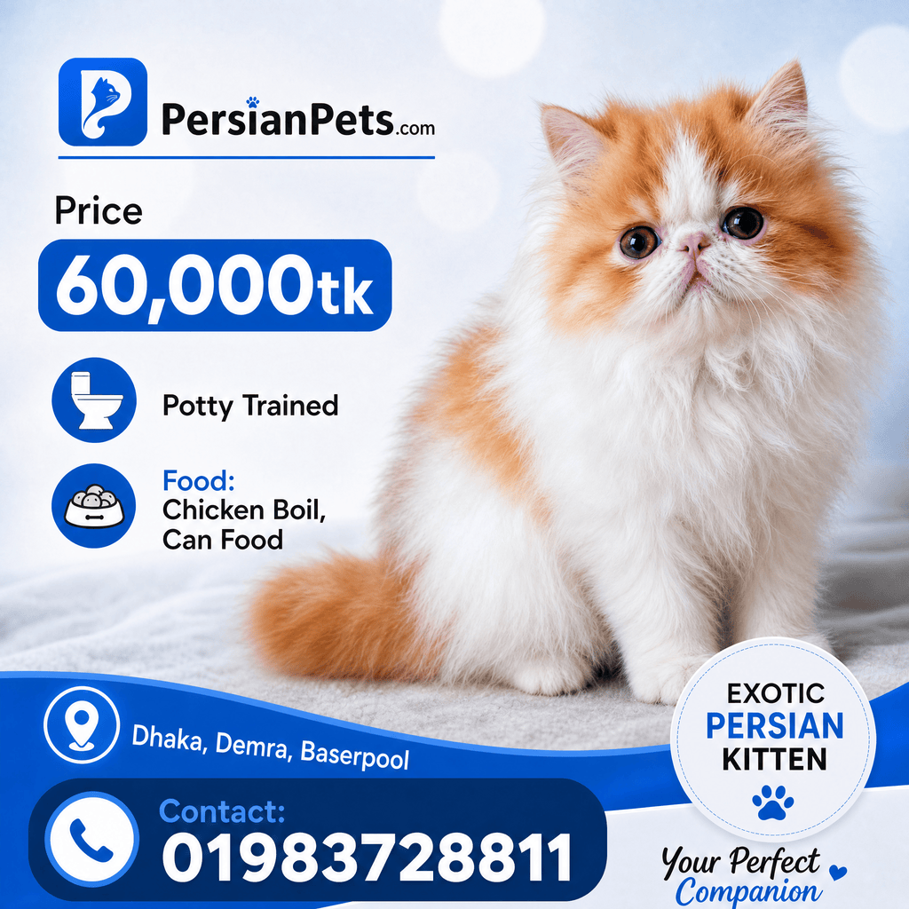 Premium Exotic Male Kitten – 3 Months Old Premium Exotic Male Kitten – 3 Months Old