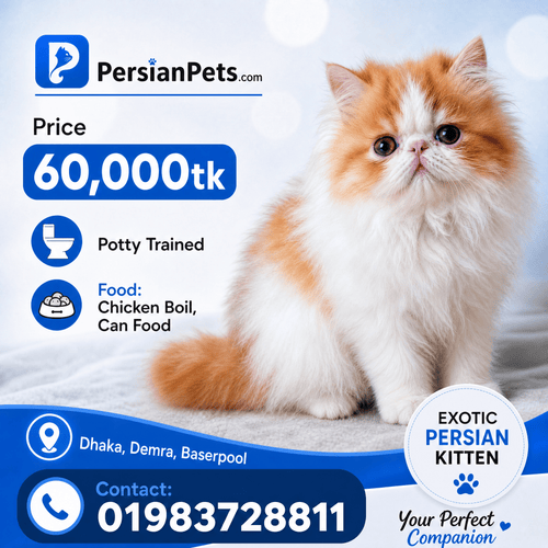 Premium Exotic Male Kitten – 3 Months Old Premium Exotic Male Kitten – 3 Months Old