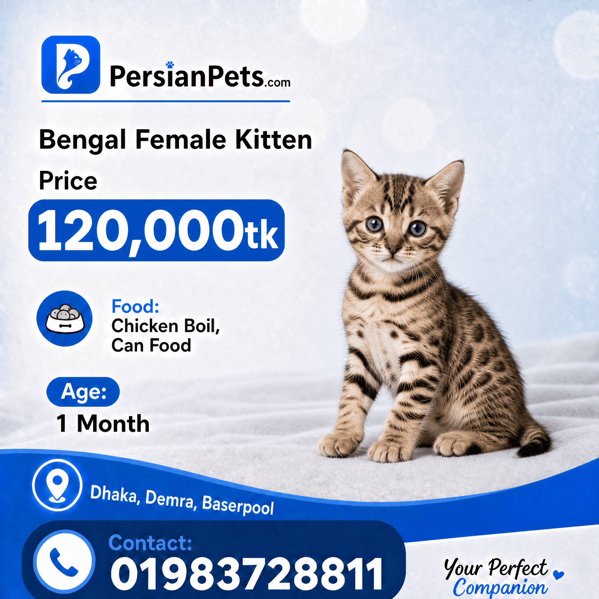 persian cat kitten Bengal Female Kitten Bengal Female Kitten
