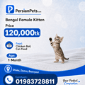 persian cat kitten Bengal Female Kitten Bengal Female Kitten