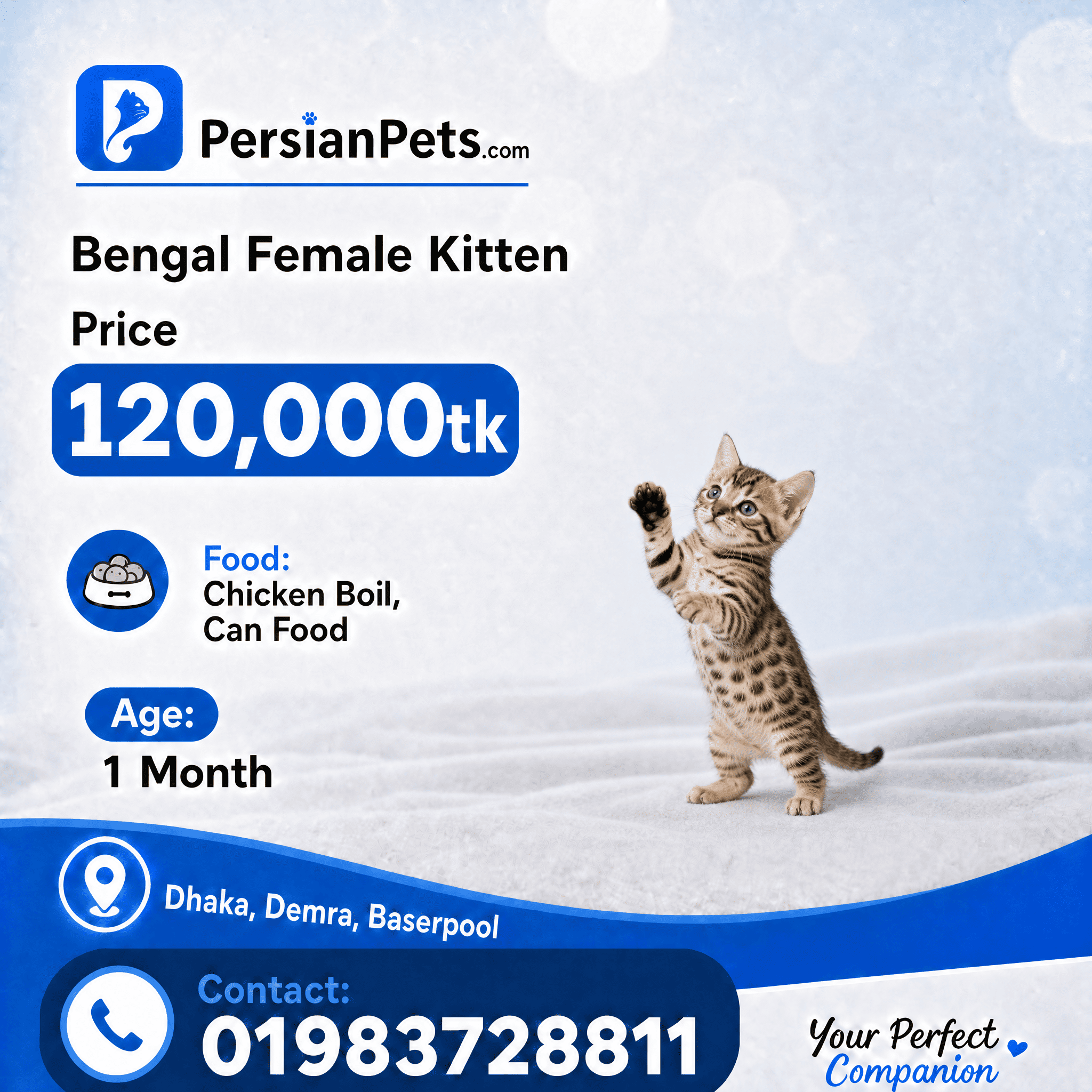 persian cat kitten Bengal Female Kitten Bengal Female Kitten
