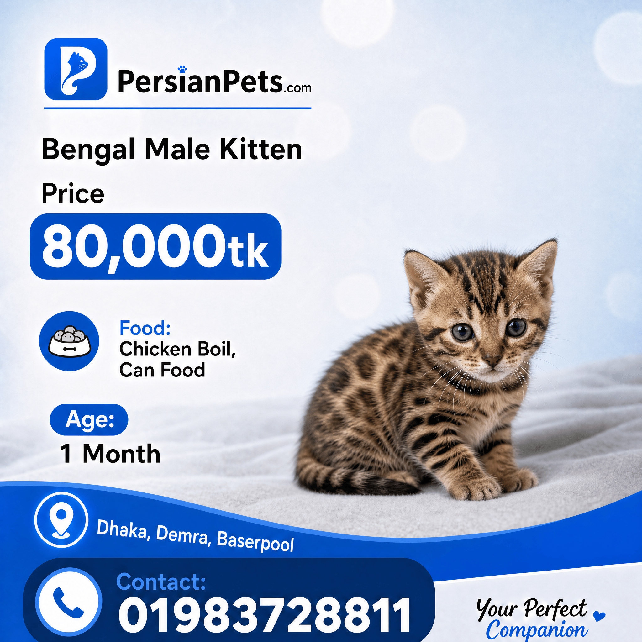 persian cat kitten Bengal Male Kitten Bengal Male Kitten