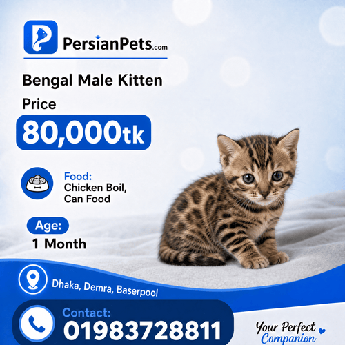 persian cat kitten Bengal Male Kitten Bengal Male Kitten