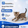 persian cat kitten Bengal Male Kitten Bengal Male Kitten