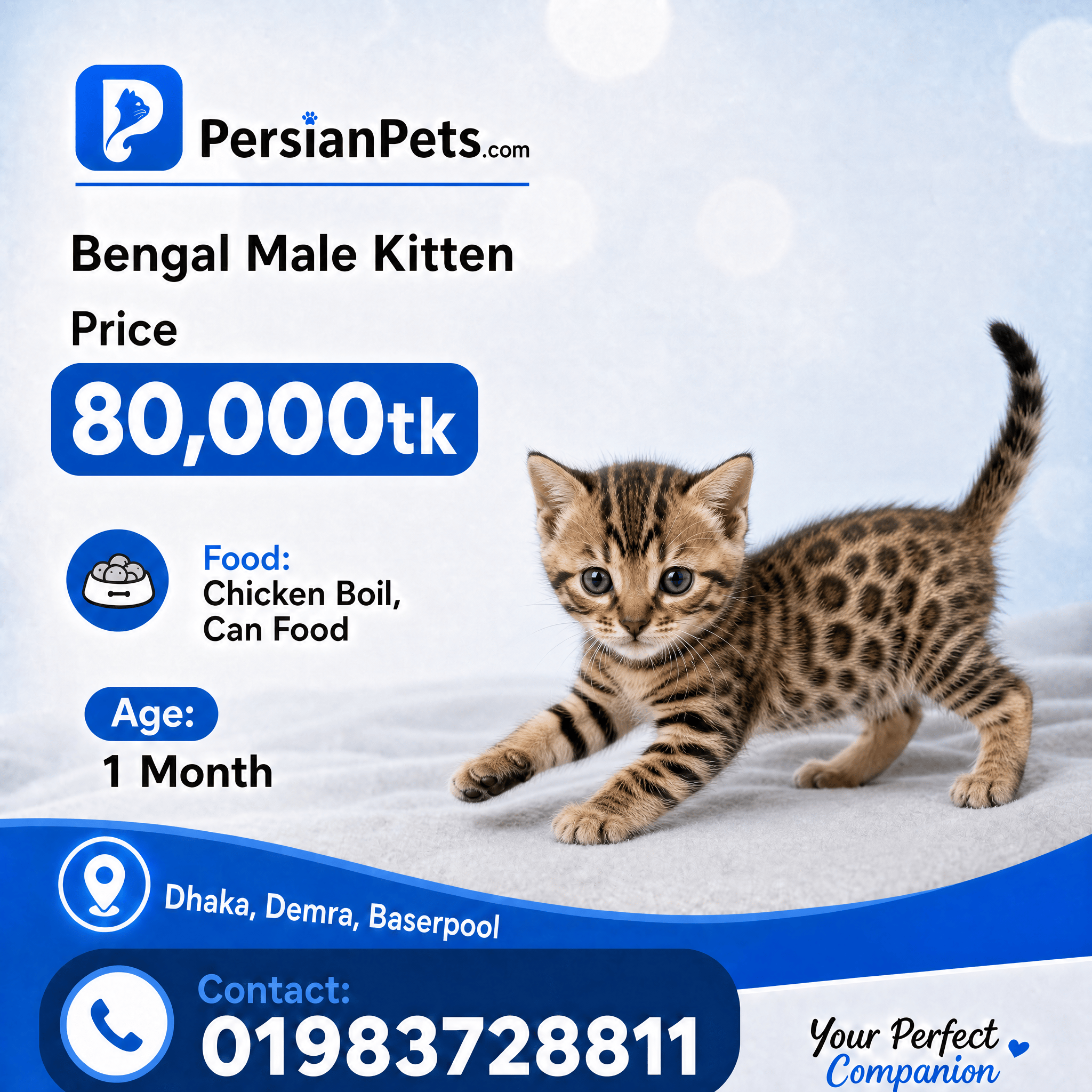 persian cat kitten Bengal Male Kitten Bengal Male Kitten