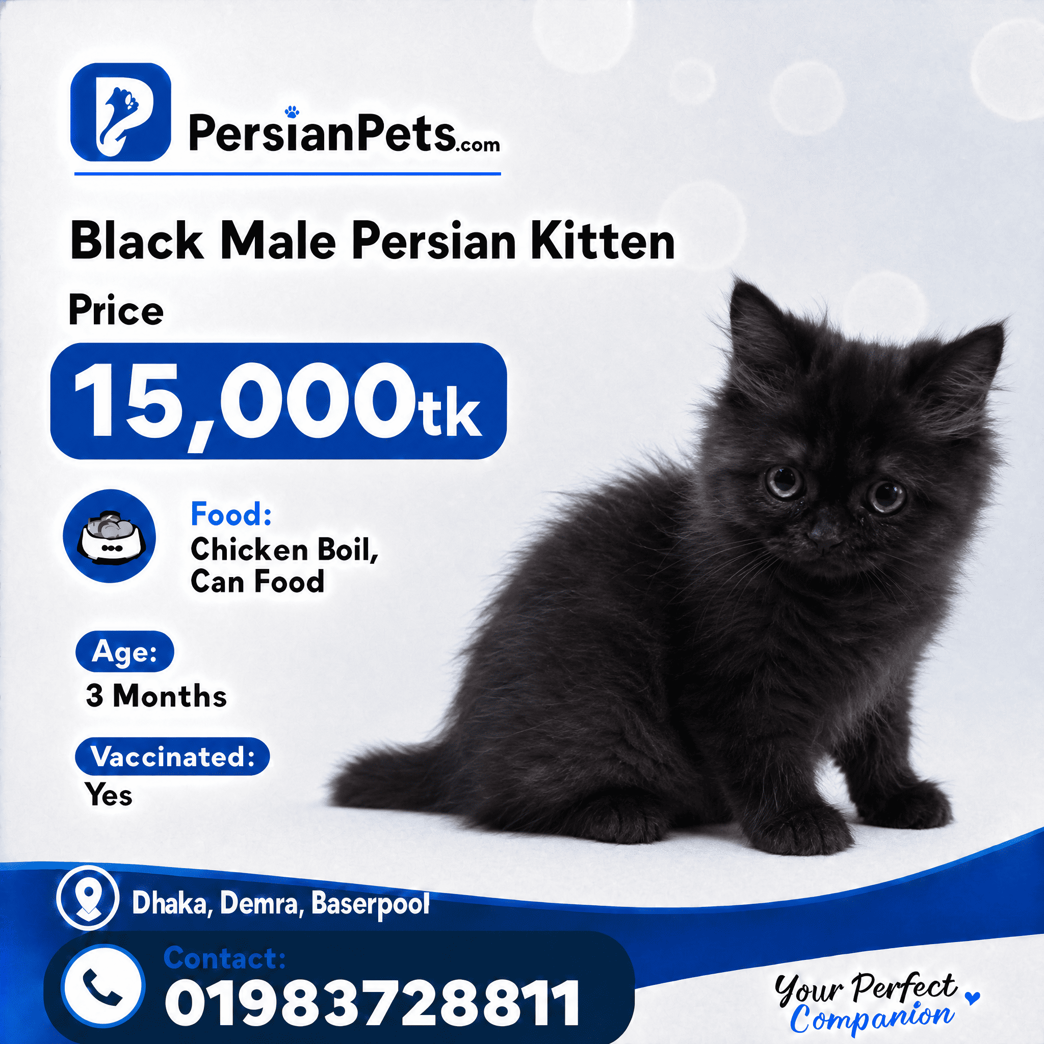persian cat kitten Black Male Persian Kitten Black Male Persian Kitten