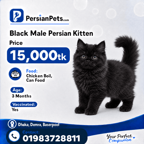 persian cat kitten Black Male Persian Kitten Black Male Persian Kitten
