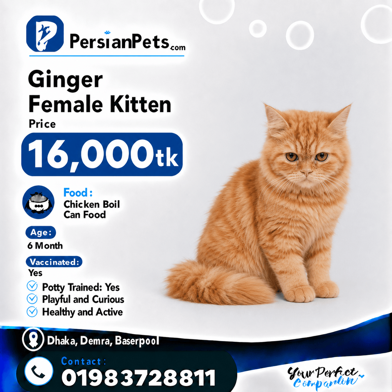 persian cat kitten Ginger Female Persian Kitten Ginger Female Persian Kitten