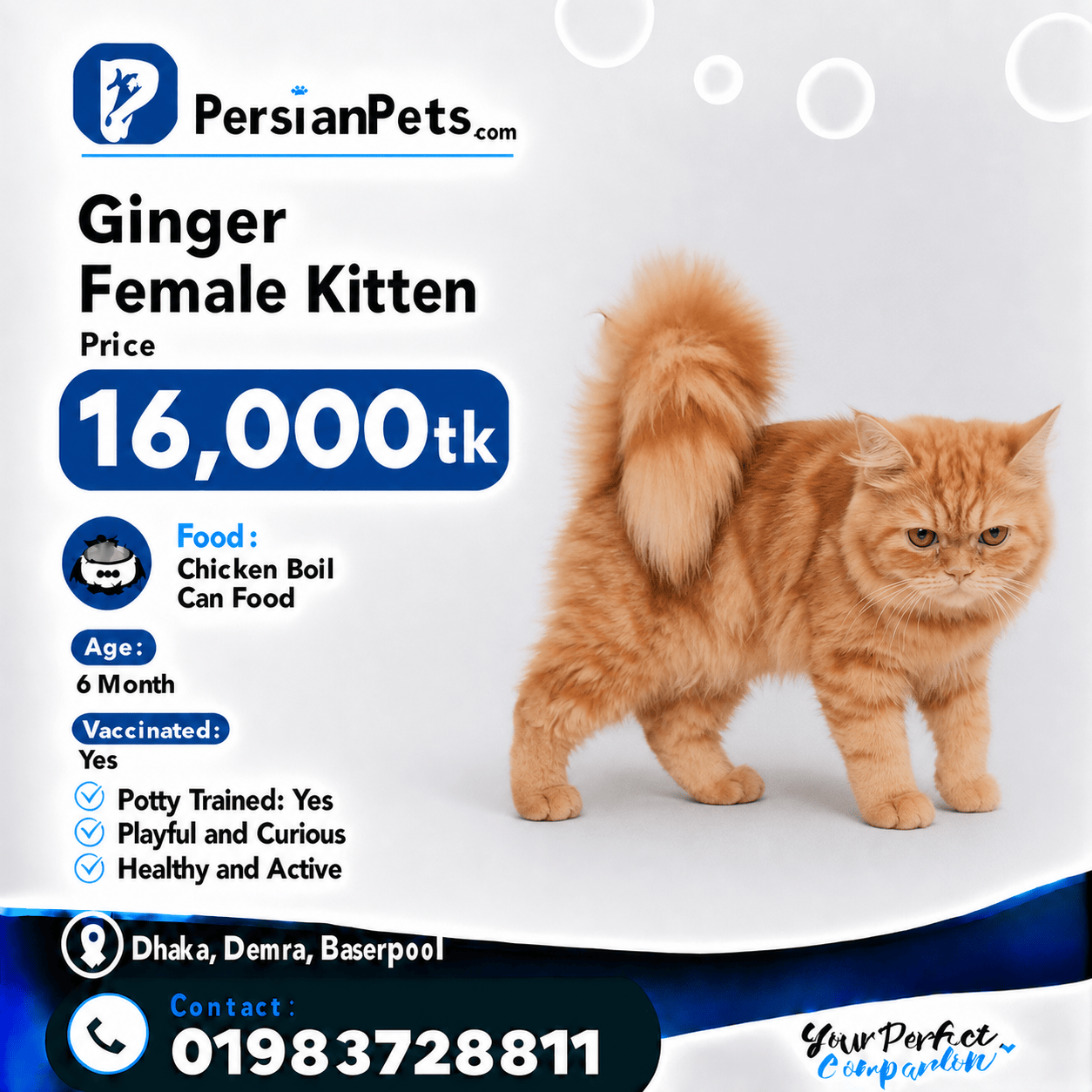 persian cat kitten Ginger Female Persian Kitten Ginger Female Persian Kitten