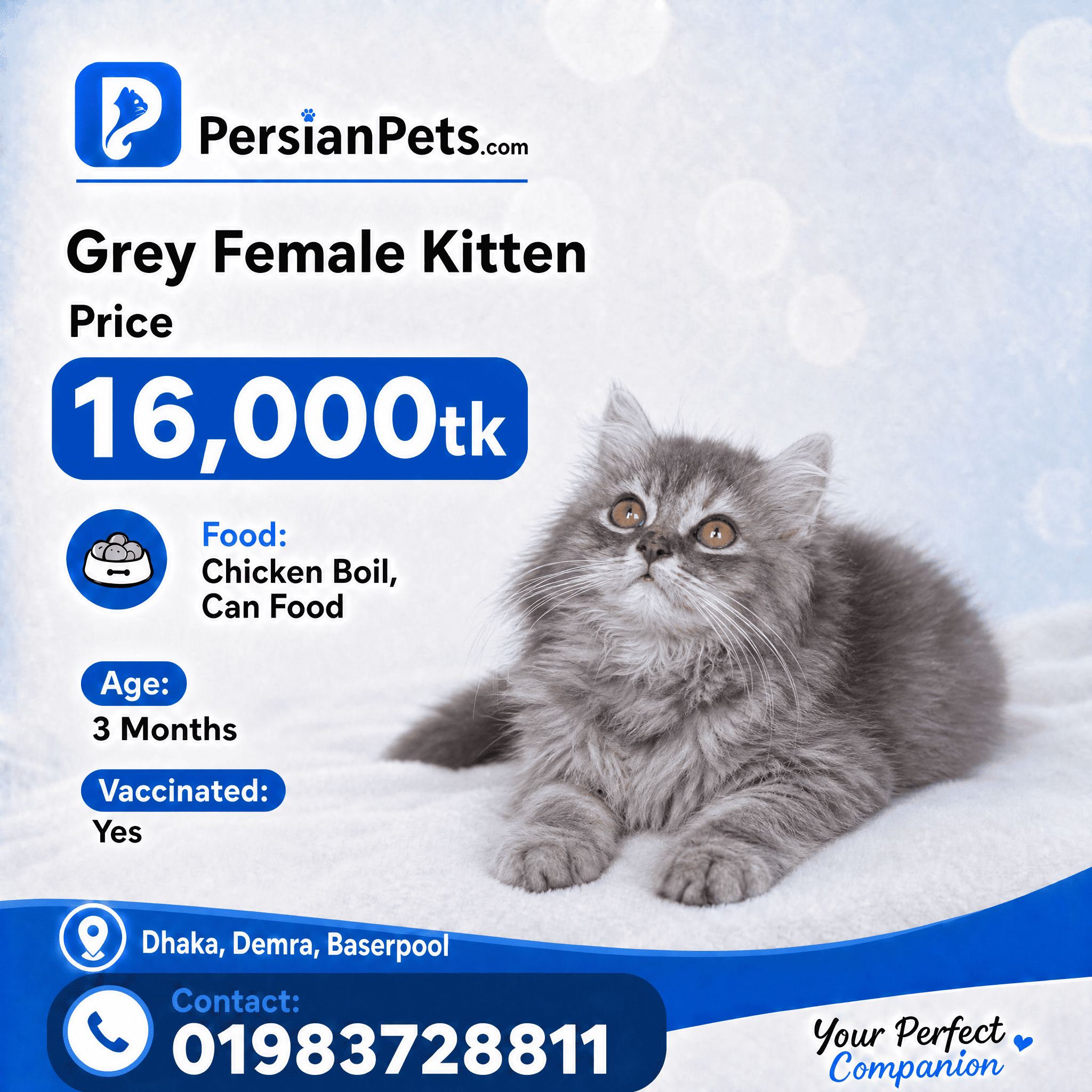 persian cat kitten s colour Female Kitten s colour Female Kitten