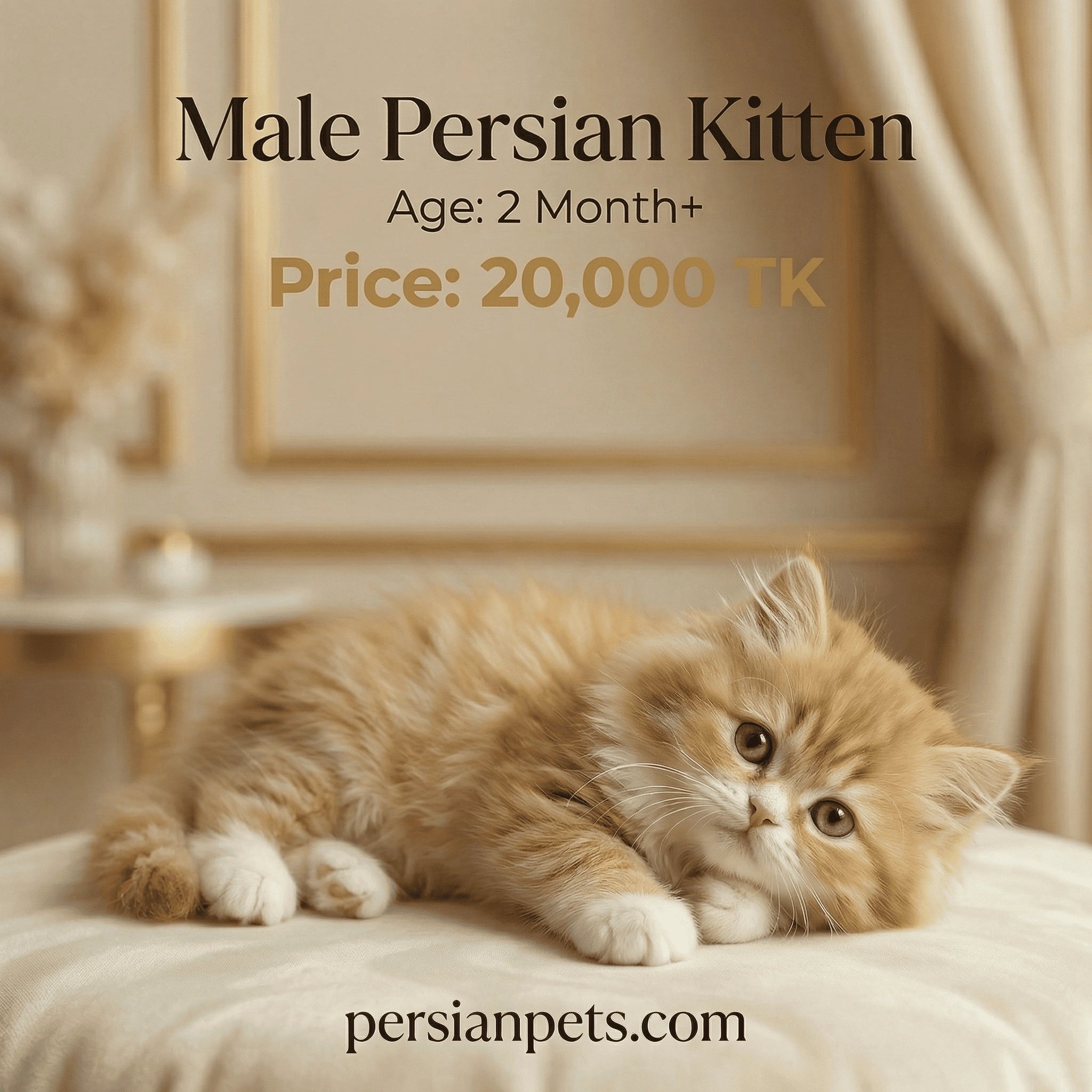 Male Persian Kitten on a soft surface with text about age and price.