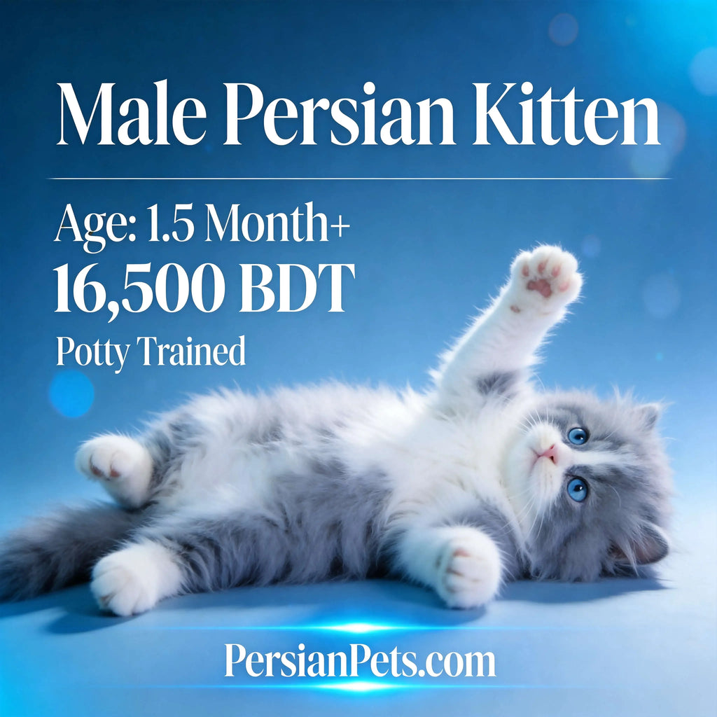 Bicolour male Persian kitten with blue eyes lying on blue background, price and details displayed.