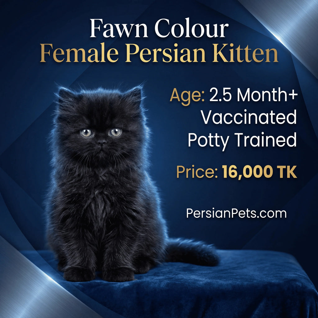 Fawn female Persian kitten, 2.5 months old, potty trained, available in Dhaka on blue background.
