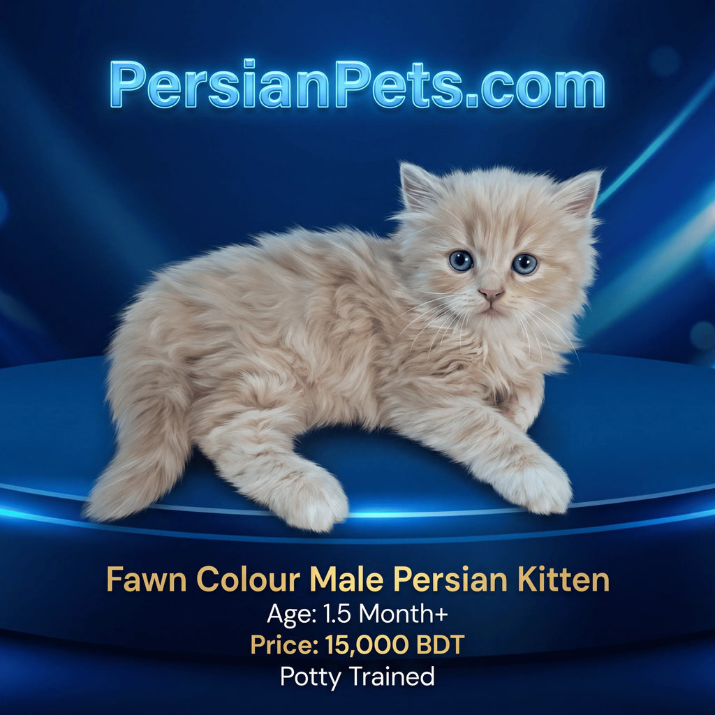 Fawn male Persian kitten with blue eyes, 1.5 months old, on blue background in Dhaka