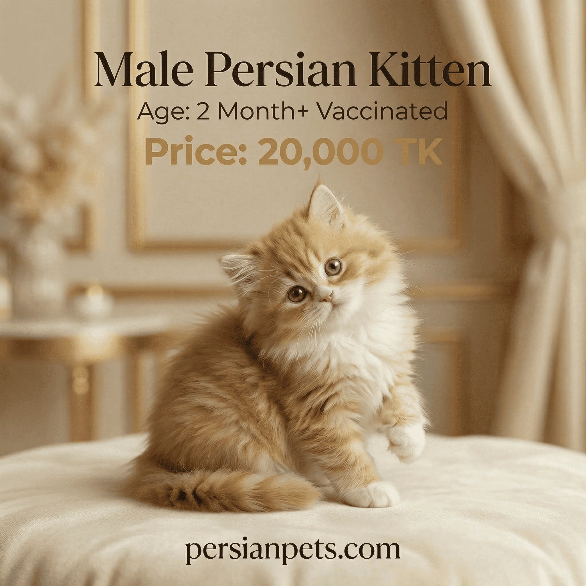 Persian kitten sitting on a cushion with text about its age, vaccination status, and price.