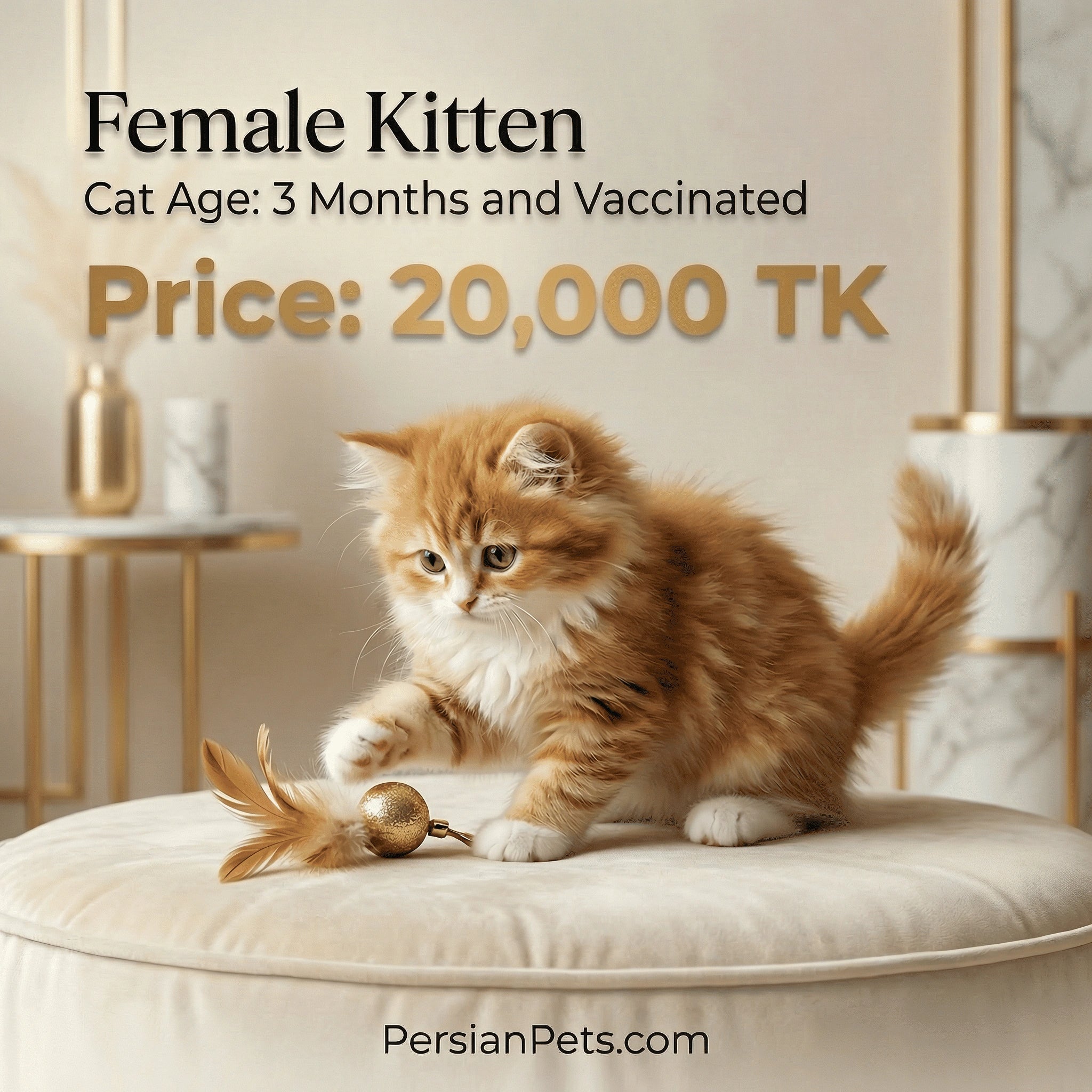 Rare Chocolate Persian Kitten Price in Bangladesh