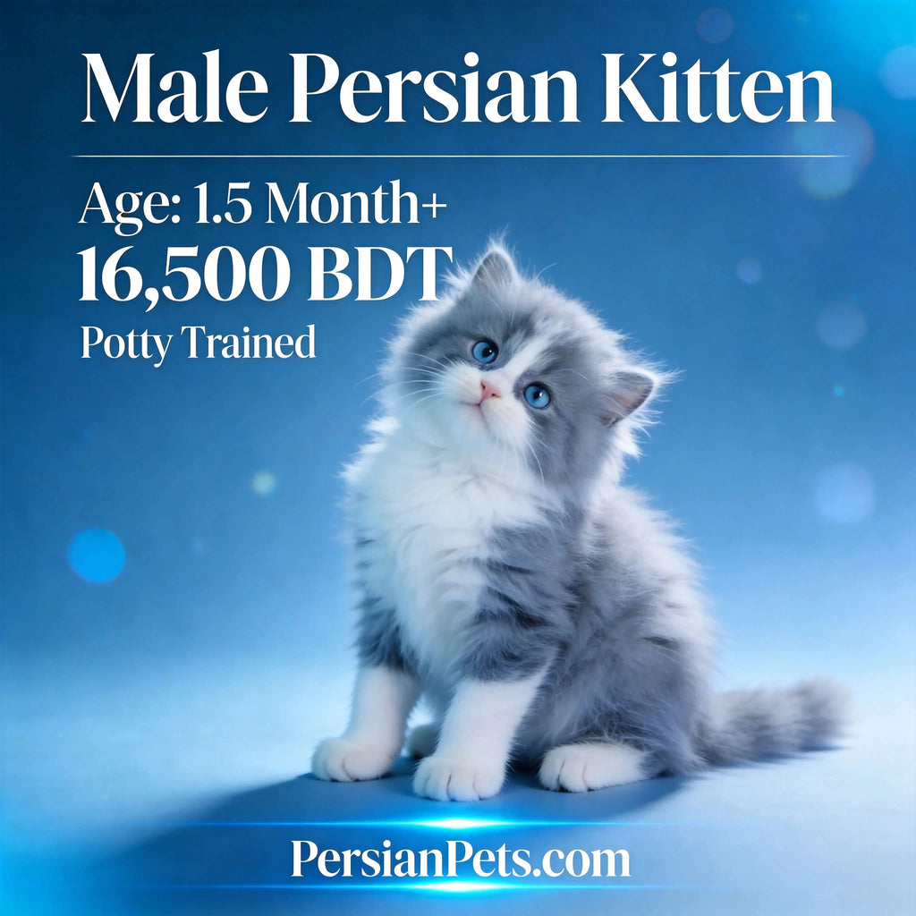 Fluffy grey and white male Persian kitten, 1.5 months old, sitting on blue background.