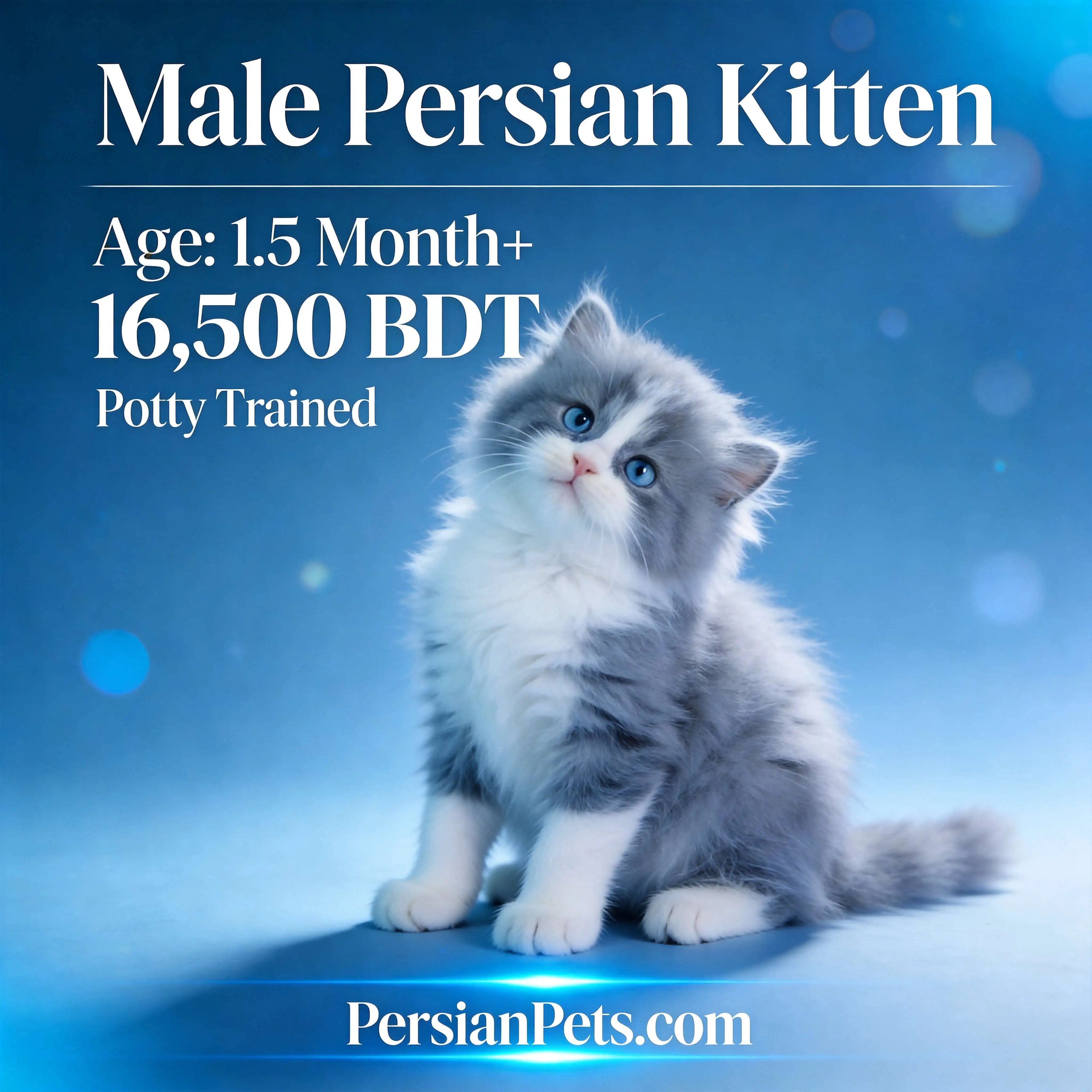 Exotic-Bengal-Kitten-Mating-and-Sales-Services-in-Dhaka-PersianPets
