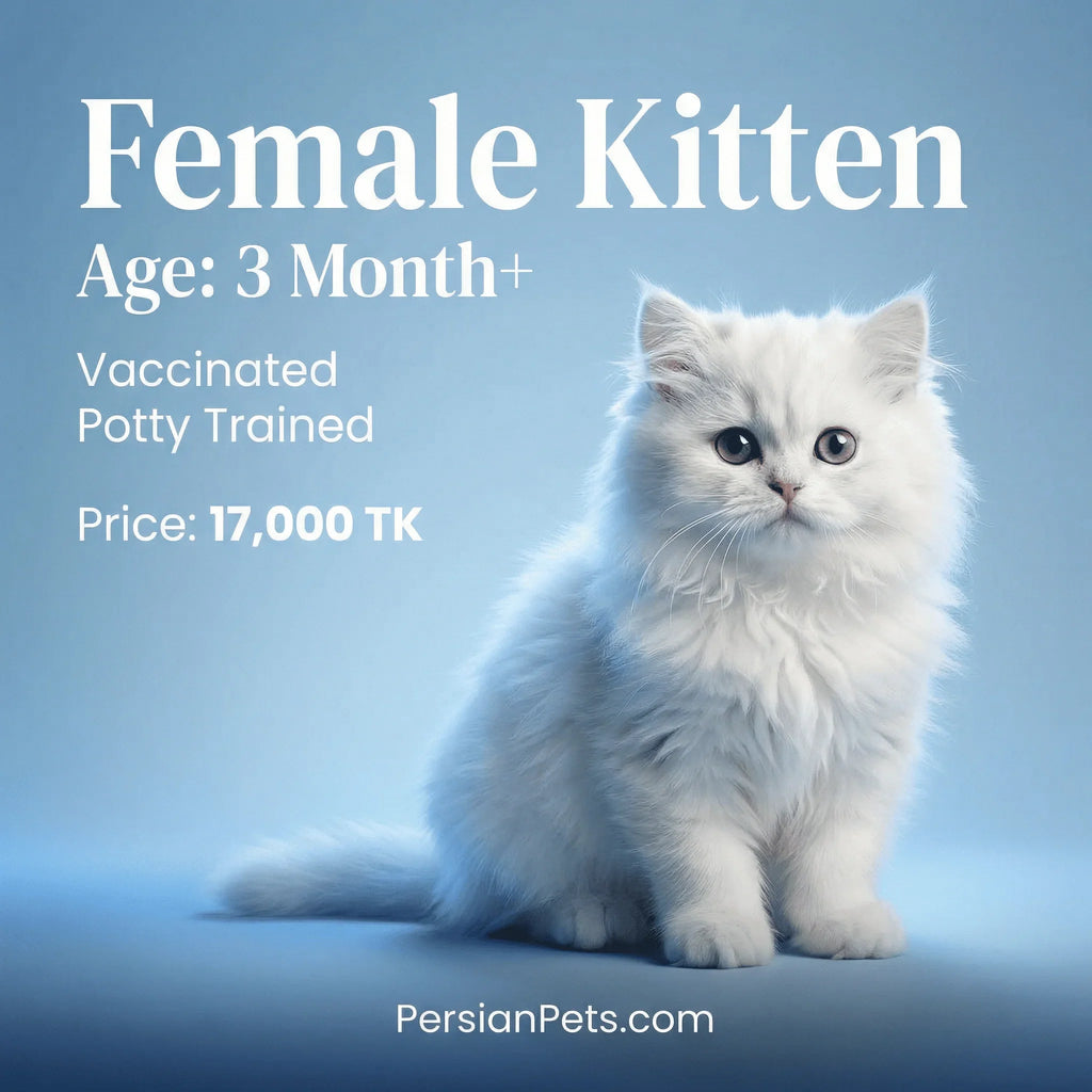 White female Persian kitten, 3 months old, vaccinated, sitting on a blue background.