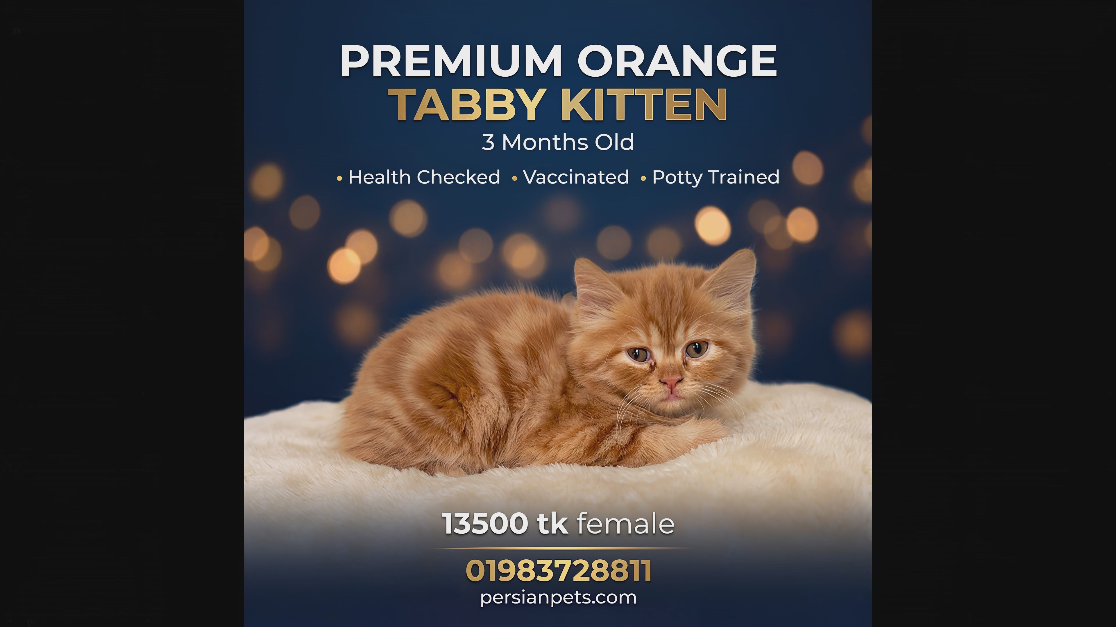 Ginger Persian Female Kitten