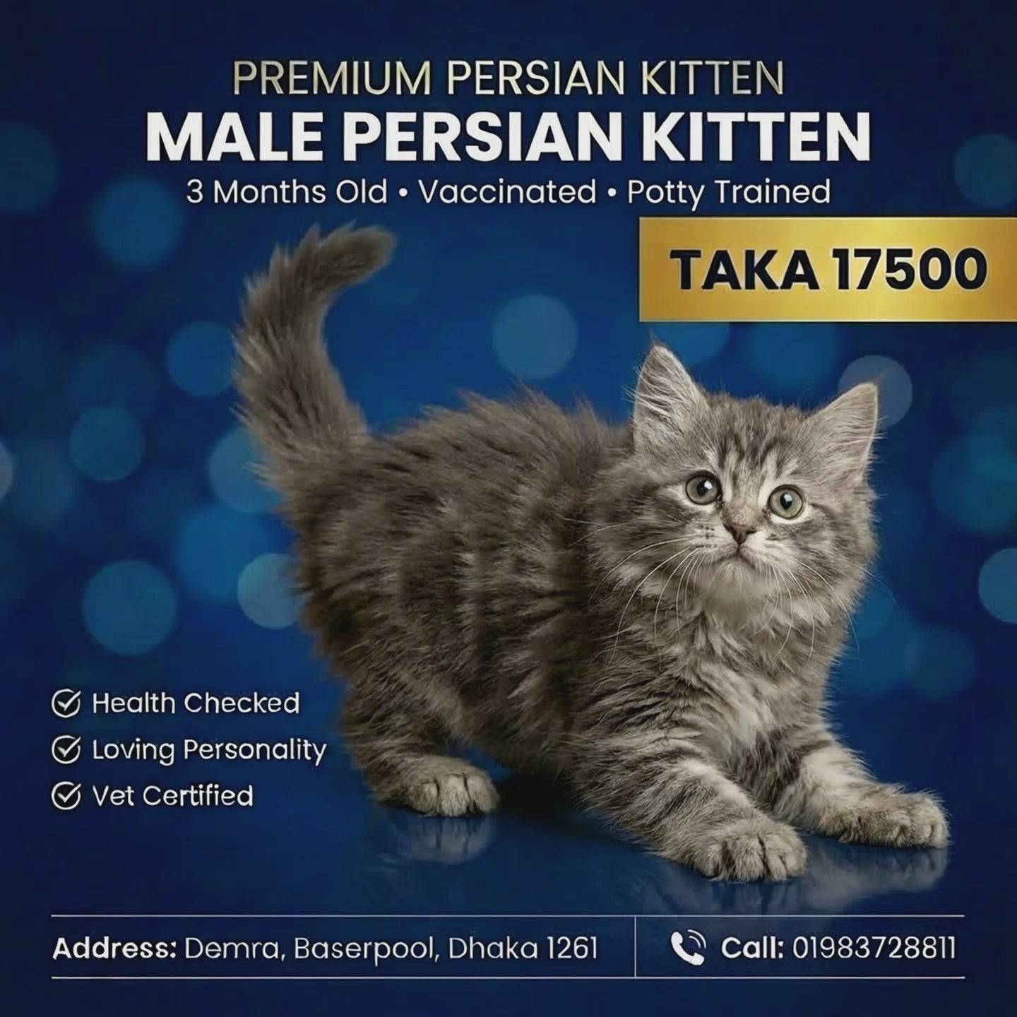 Gray S-Colour Persian Female Kitten – 3 Months