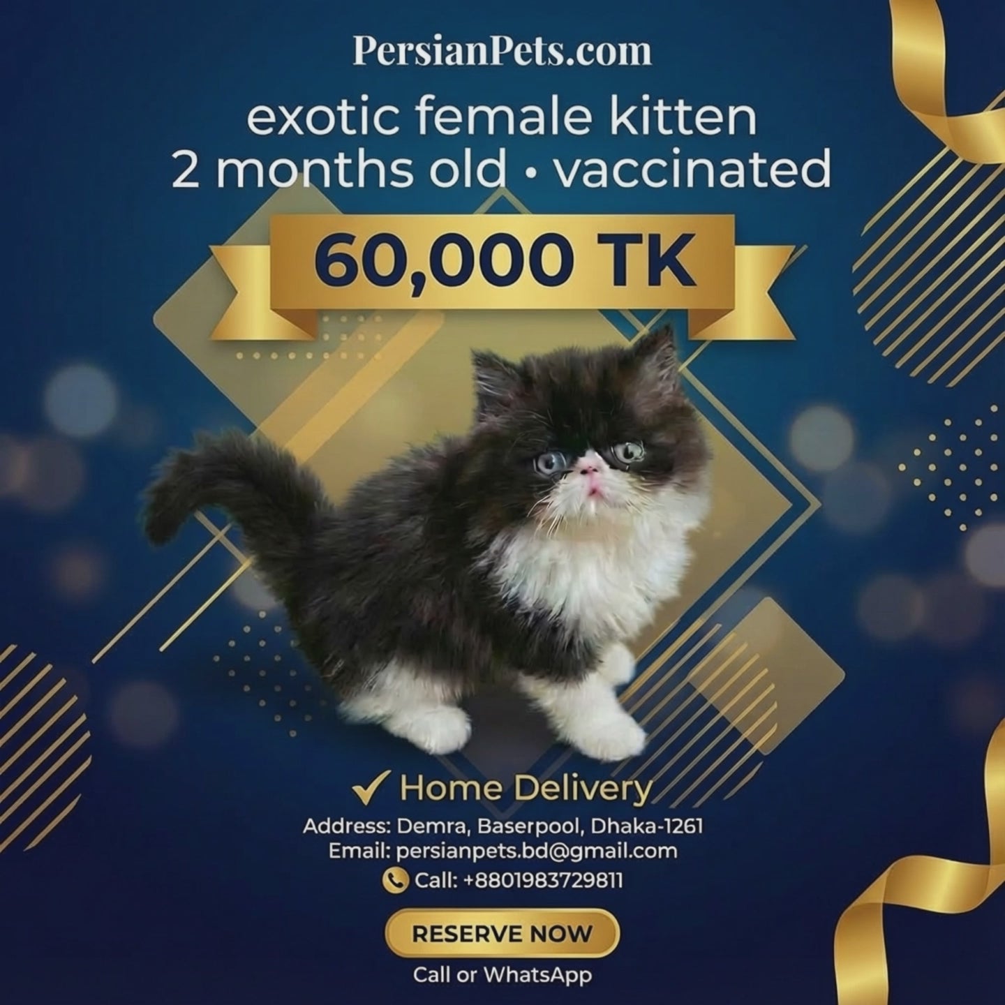 Exotic Female Kitten