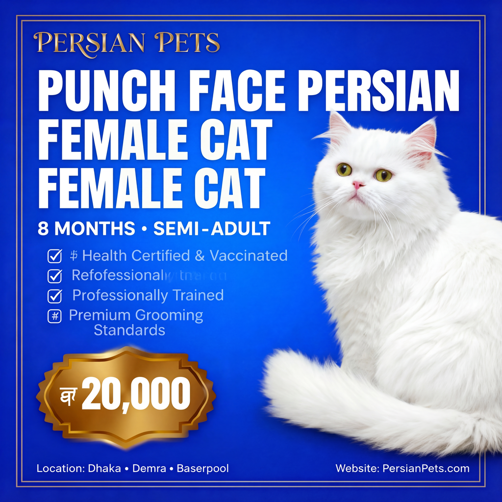 Premium Persian Female Cat