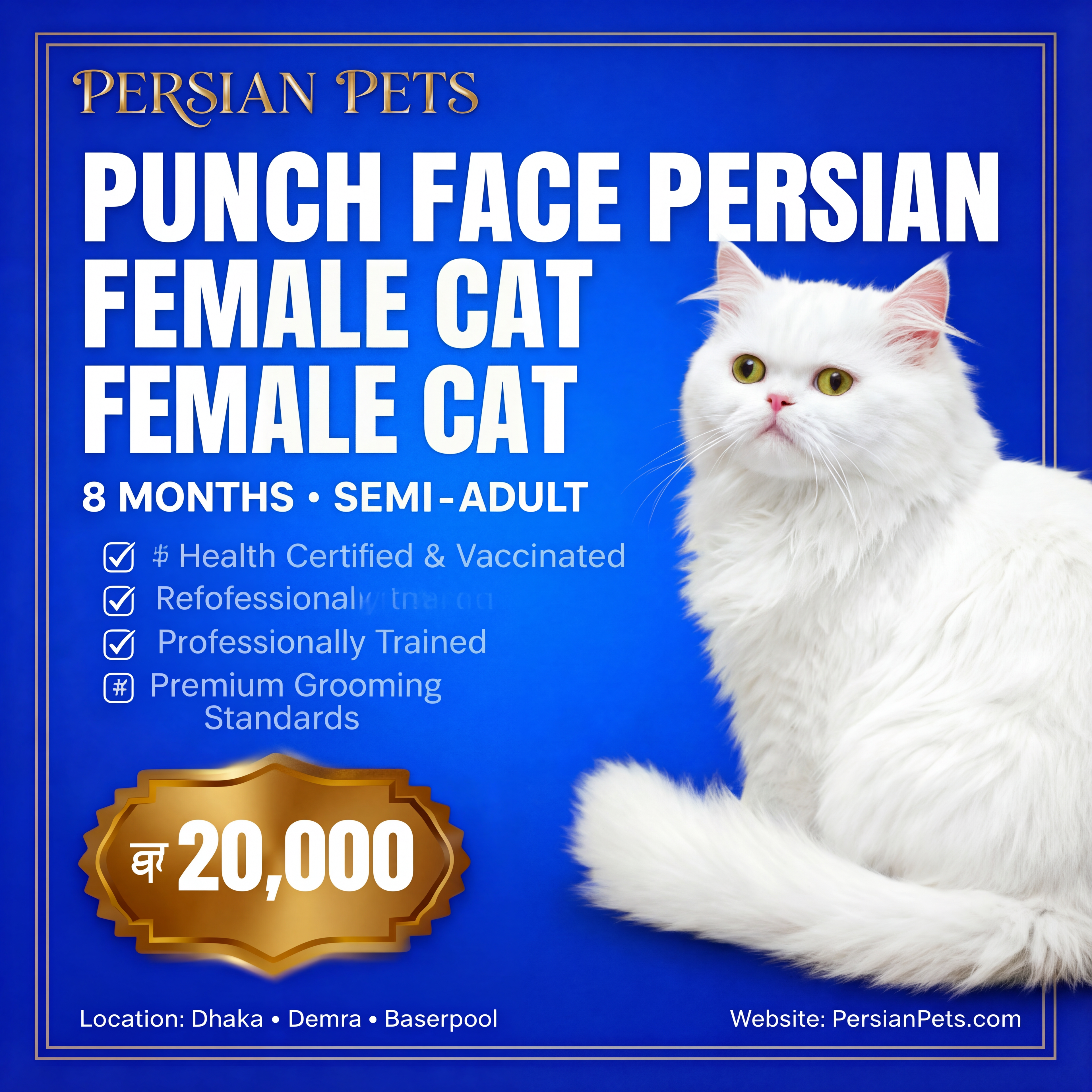 Premium Persian Female Cat