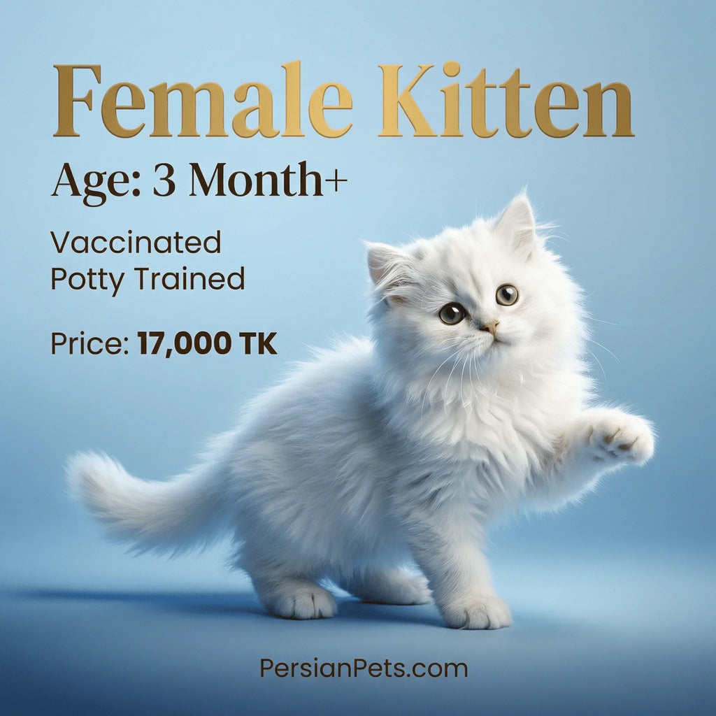 White female Persian kitten, 3 months old, vaccinated, on blue background with text details